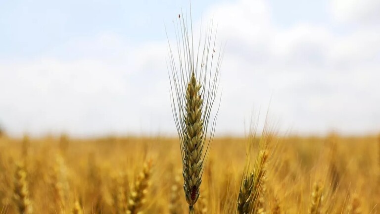 مصر تشتري آلاف الأطنان من القمح من دول بينها روسيا