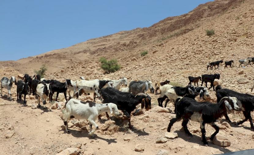الزراعة تسلم 45 طنا من الأعلاف لمربي الثروة الحيوانية في مسافر يطا