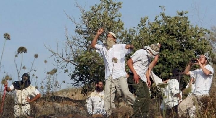 مستوطنون يعتدون على المواطنين ويقطعون أشجار زيتون شرق رام الله