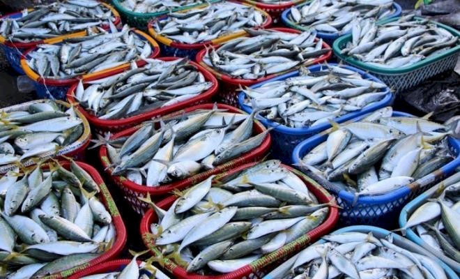 تصدير 40 طن من أسماك غزة إلى الضفة