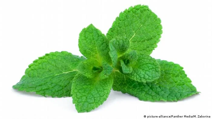 ما أفضل وقت لشرب النعناع الفلفلي لصحة الهضم ونوم أعمق؟  