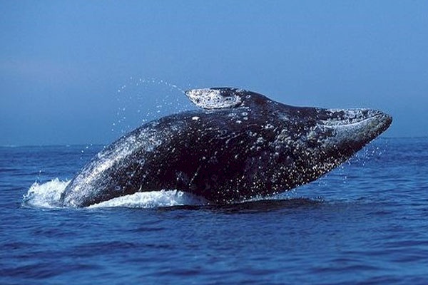 أكثر من 900 دلفين جنحت شتاءً على شواطئ المحيط الأطلسي الفرنسية
