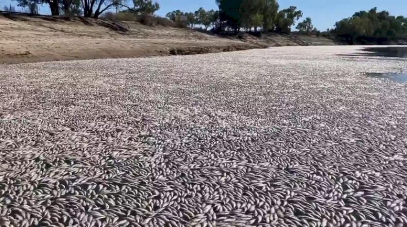 ملايين الأسماك النافقة أدت إلى انسداد نهر في أستراليا