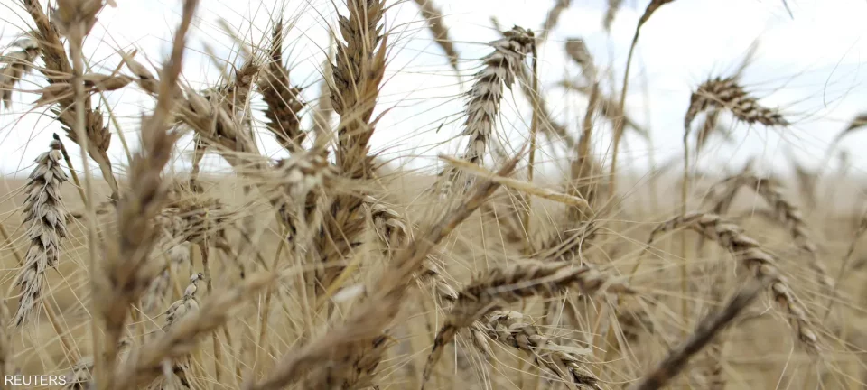 تحذيرات من الجوع: السودان يحتاج لاستيراد 3.5 مليون طن من القمح هذا العام