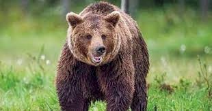 دب يقتّل شاباً خلال ممارسته الركض في غابة إيطالية