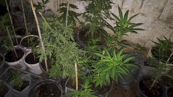 الشرطة تضبط مشتلاً للمخدرات في قلقيلية (فيديو)