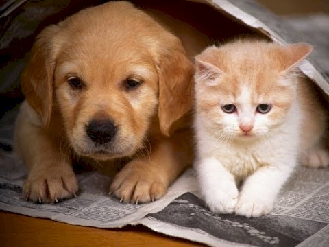 انتشار مرض خطير بالأردن بين مربي الكلاب والقطط يؤدي للوفاة!
