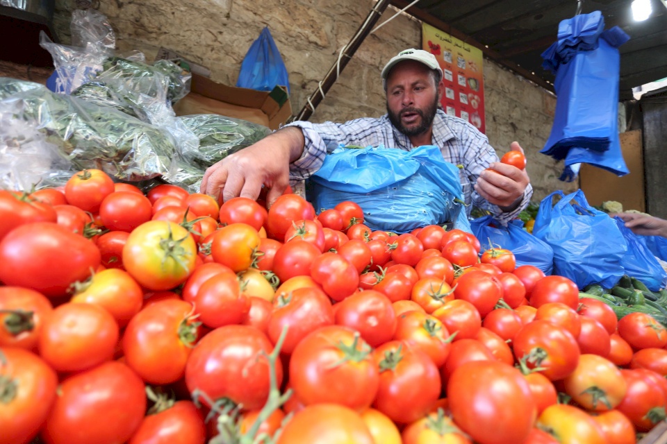 خاص- البندورة الفلسطينية.. اكتفاء ذاتي وتصدير للداخل المحتل