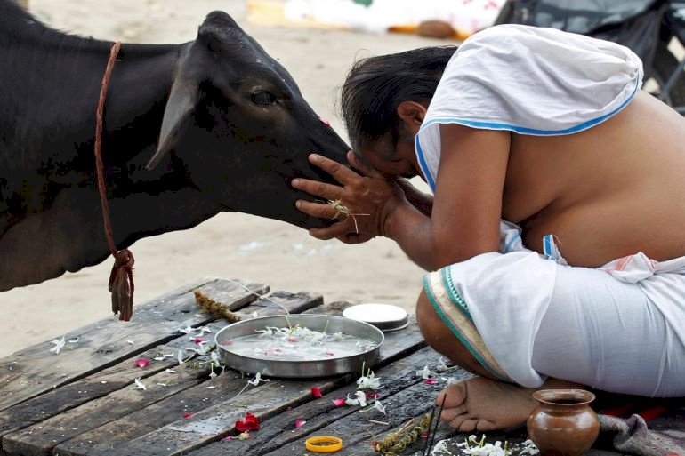 صناعة كرات الكريكيت الجلدية تتحدى قدسية الأبقار في الهند