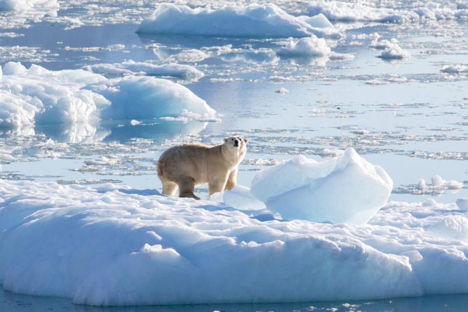 تحذير: القطب الشمالي قد يشهد أول يوم «خالٍ من الجليد» خلال سنوات