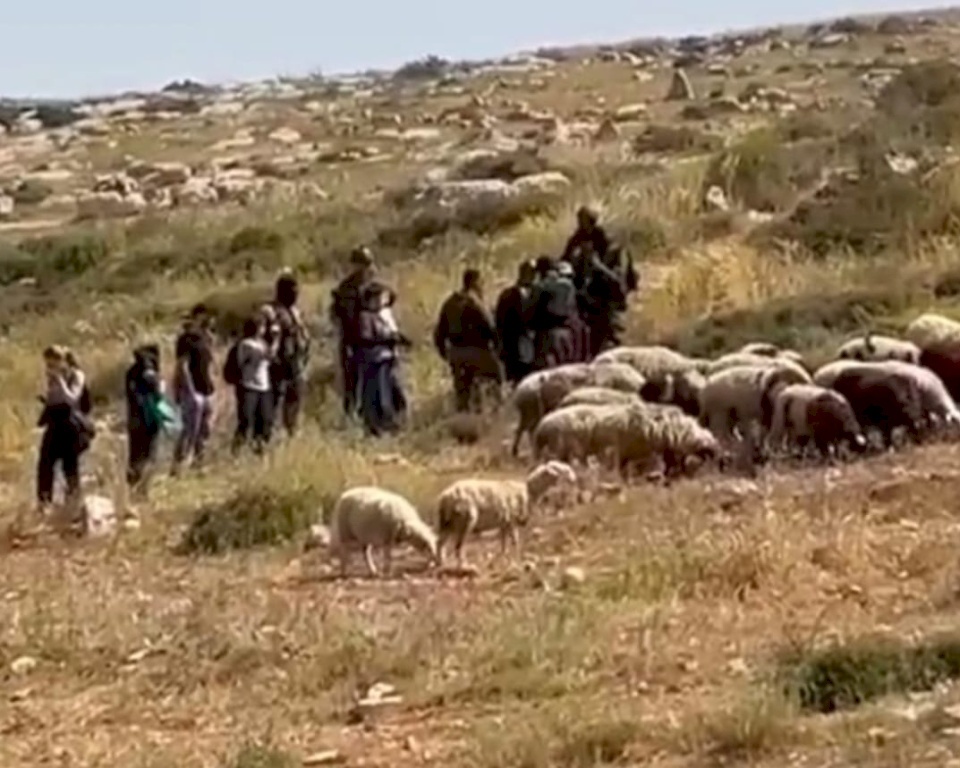 الاحتلال يعتقل مواطنة وابنتها أثناء رعيها أغنامها في مسافر يطا بالخليل