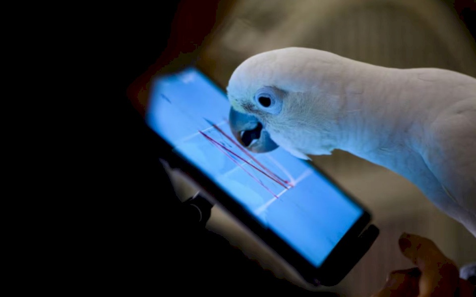 هل تتمكن الحيوانات مستقبلاً من التحدث مع بعضها بعضاً عبر الإنترنت؟