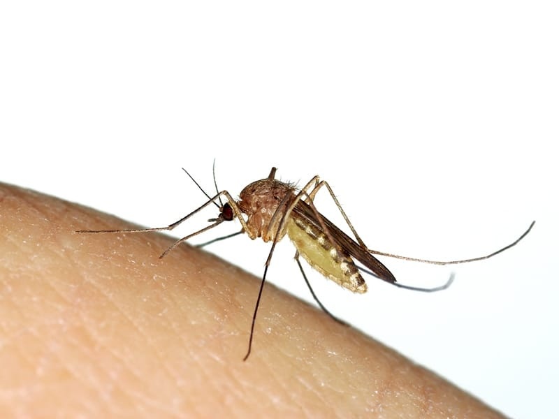 وزارة الصحة تسجل أول حالة إصابة بمرض حمى النيل الغربي