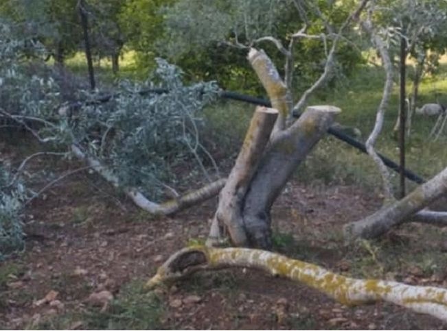 مستوطنون يعتدون على ممتلكات المواطنين في وادي قانا شمال غرب سلفيت
