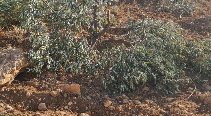 محدث: اعتداءات للمستعمرين بمناطق متفرقة من الضفة الغربية