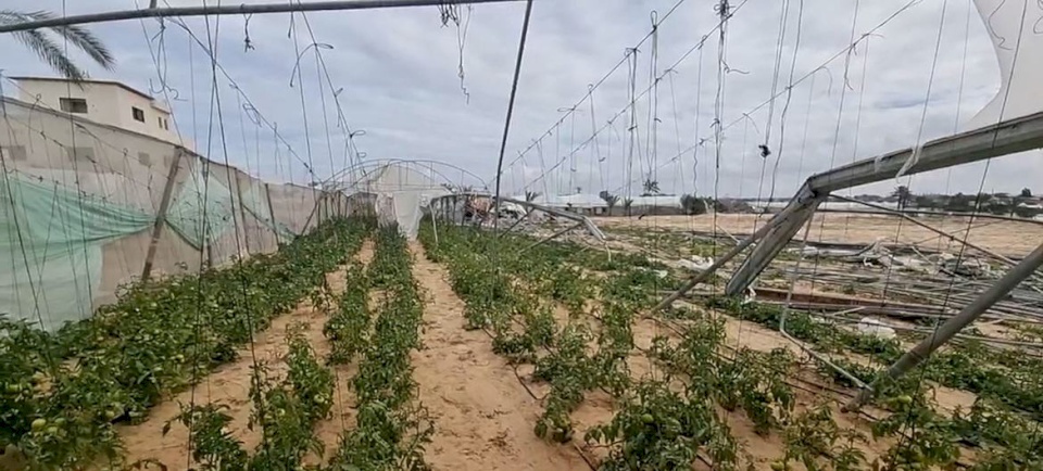 تقييم أممي: لا يمكن استخدام سوى أقل من 5% من الأراضي الزراعية في غزة