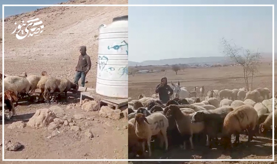 فيديو:: منظمة البيدر: مستعمرون برفقة "ماشية" يعتدون على ممتلكات البدو "شلال العوجا" شمال أريحا