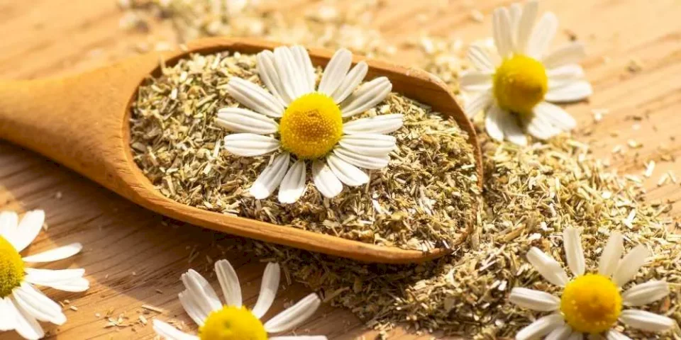 طبيب يوصي بشرب شاي البابونج قبل النوم.. لهذه الأسباب