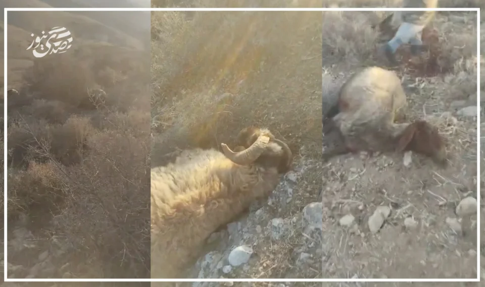 محدث:: فيديو: مستعمرون يسرقون ويقتلون عشرات رؤوس الأغنام في الأغوار الشمالية