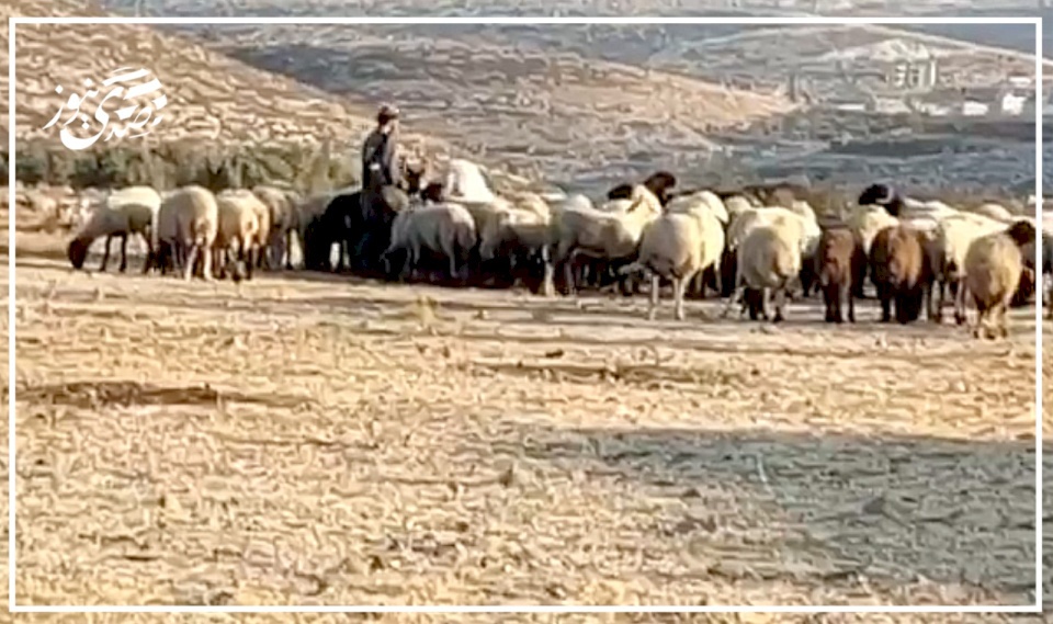 مستوطنون يرعون أغنامهم في أراضي المواطنين بدير دبوان شرق رام الله