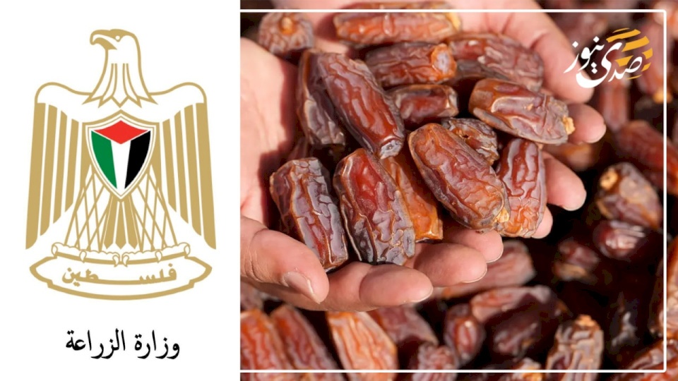 "الزراعة" تتخذ سلسلة إجراءات لضبط قطاع التمور في فلسطين 