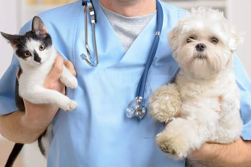 "نقابة البيطريين" تُحذر من دراسة الطب البيطري لمن معدله تحت 80% بدءاً من 2025