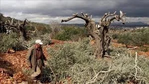 Occupation Uproots Olive Trees in the Lands of Ya'bad and Arraba Towns West of Jenin