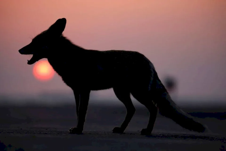 Première cas confirmé en Grèce d'un animal hybride entre un loup et un chien