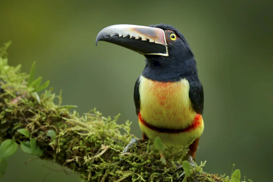 Study: Decline of 61% of Bird Species Worldwide