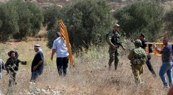 الاحتلال يمنع المزارعين من قطف الزيتون شرق قلقيلية