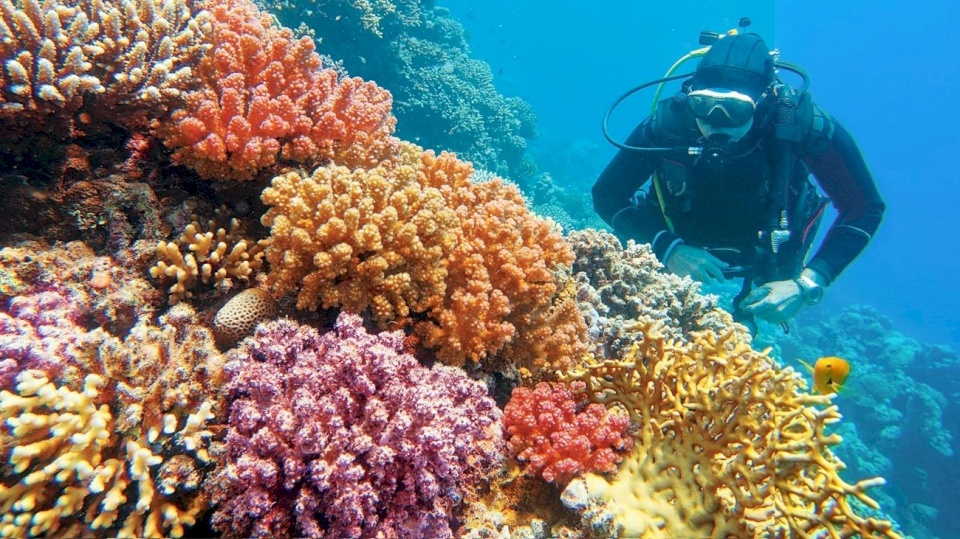Avertissements concernant l’arrivée des coraux à un point de basculement critique