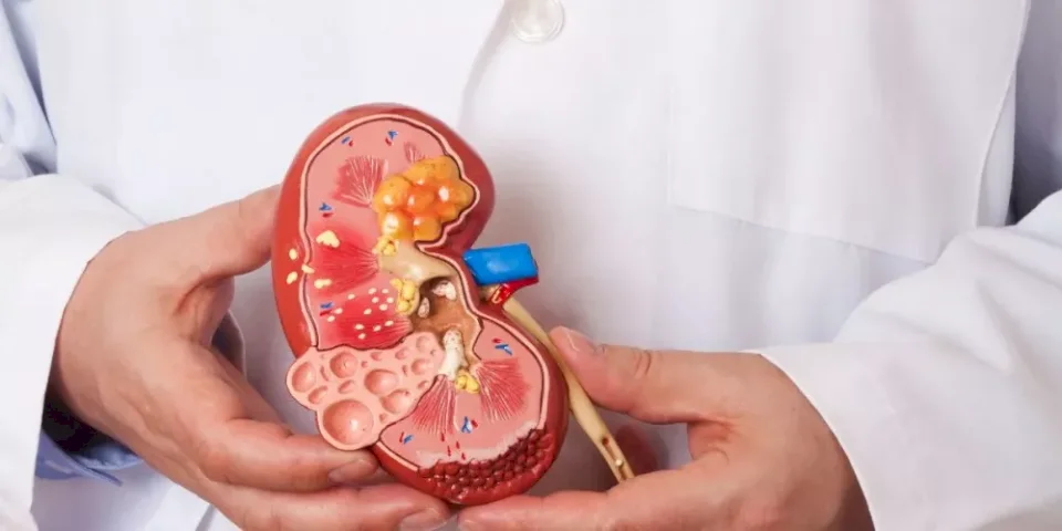 Promising Experiment: Scientists Successfully Change Kidney Blood Type