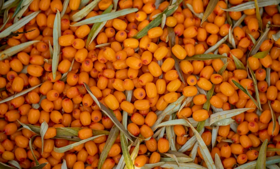 Contains More Vitamin C than Oranges... What Do We Know About Sea Buckthorn Fruit?