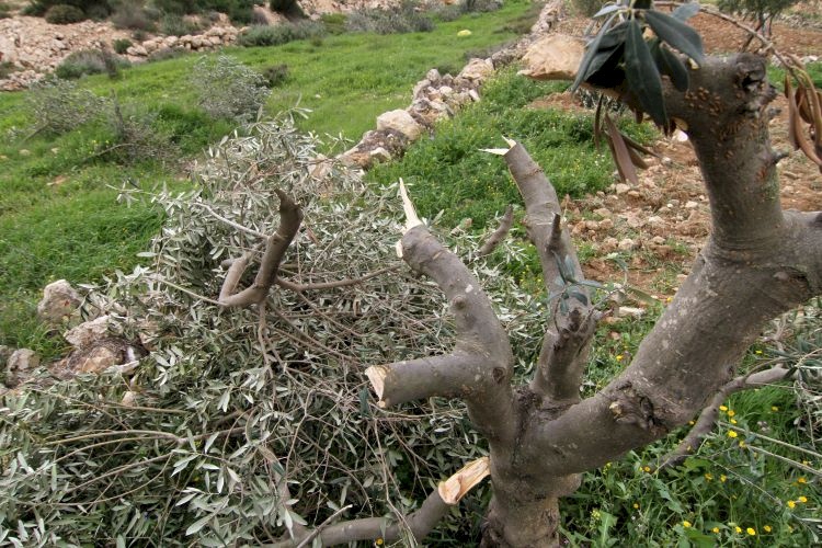 מתנחלים כורתים עשרות עצי זית במניא, בדרום בית לחם (תמונות)
