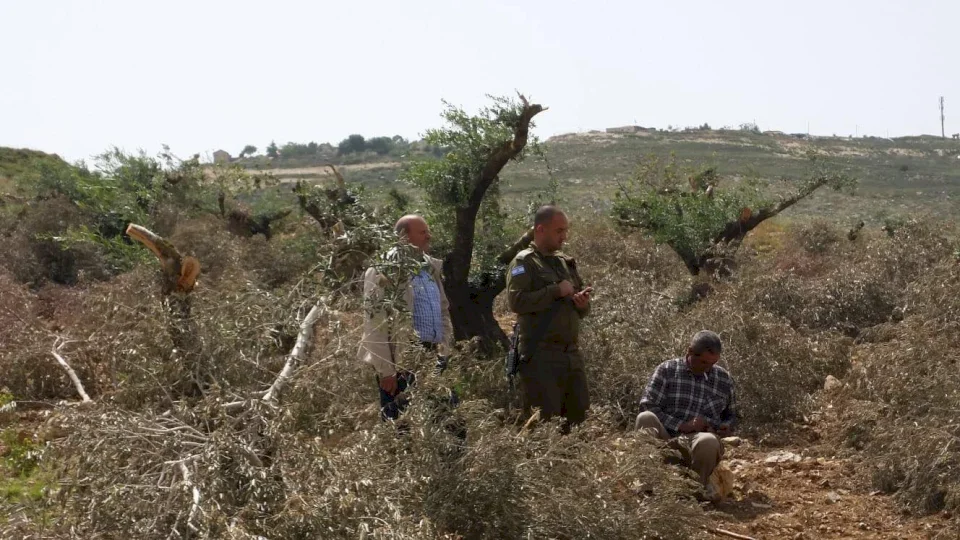 "مقاومة الجدار": الاحتلال يصدر أوامر عسكرية بإزالة الأشجار عن 69 دونما من أراضي محافظة نابلس