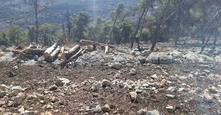 جودة البيئة تحول مشتبهين بقطع أشجار في أحراش عنبتا إلى الجهات المختصة