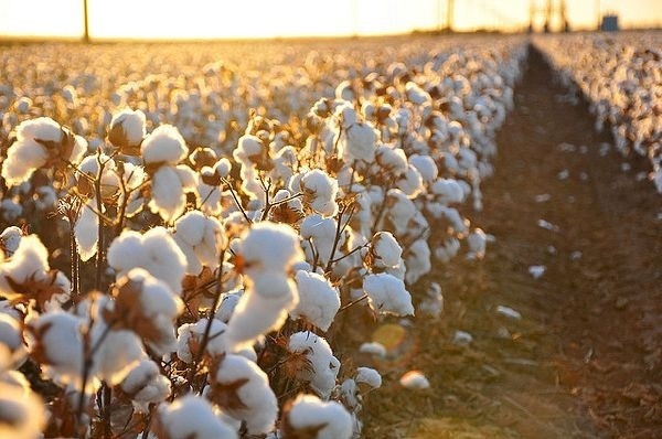 Comment le coton d'Ouzbékistan contribue-t-il à la production de munitions russes ?