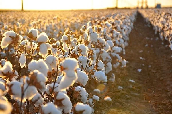 كيف يساهم قطن أوزبكستان بإنتاج الذخائر الحربية الروسية؟