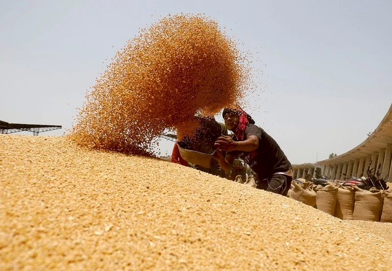 Increase in Local Production and Rising Prices Reduce Egypt's Wheat Imports