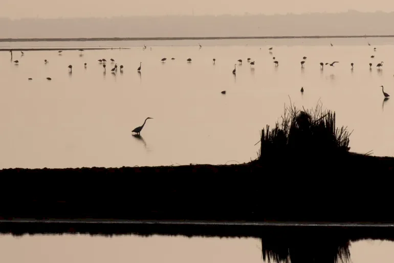 سياحة مراقبة الطيور.. متعة وإثارة واكتشافات علمية غير متوقعة