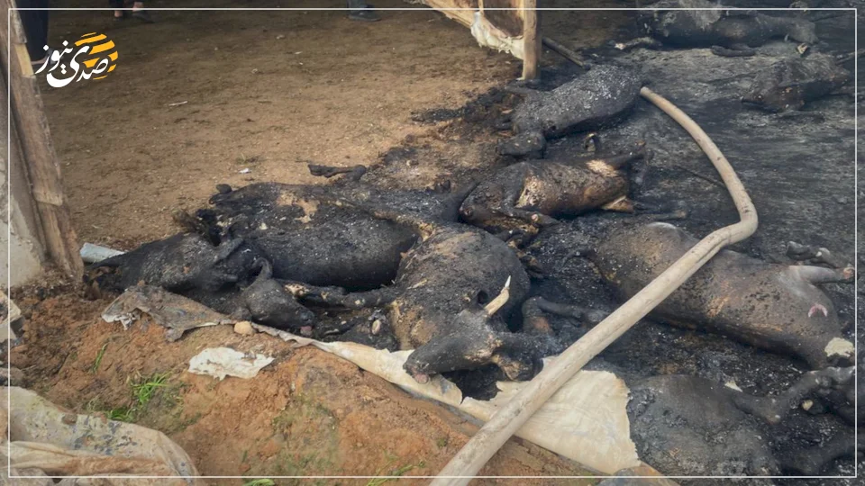 حريق "بفعل فاعل" يقتل 75 رأساً من الأغنام بالسموع وخسائر تقدر بـ200 ألف شيكل