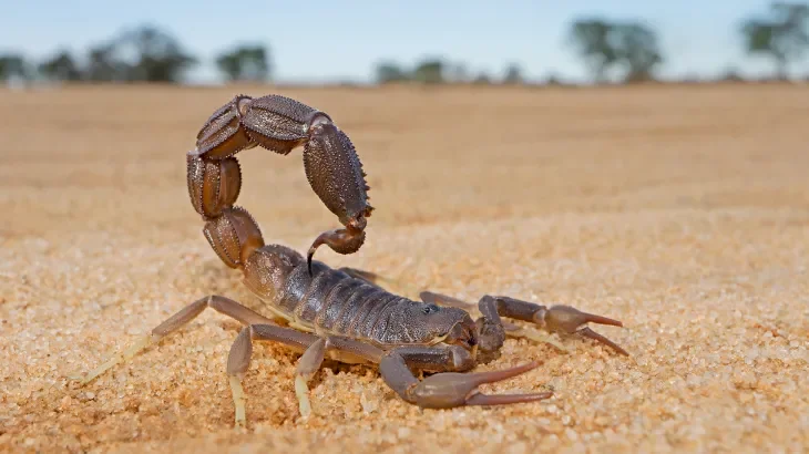 Au centre du Maroc.. l'un des points chauds des scorpions venimeux dans le monde