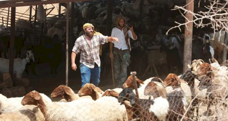 مستوطنون يسرقون 30 رأساً من الأغنام ويقتلون أخرى في مسافر بني نعيم