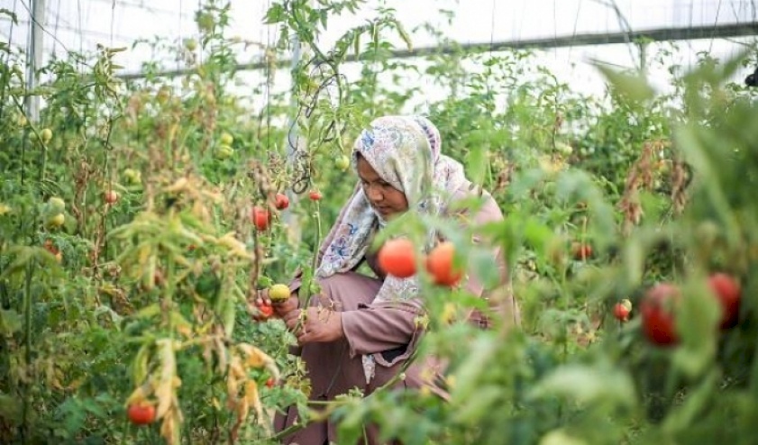 Ministère du Travail à la journée de la femme : 150 000 travailleuses en Cisjordanie et 57 000 femmes chefs de famille à Gaza