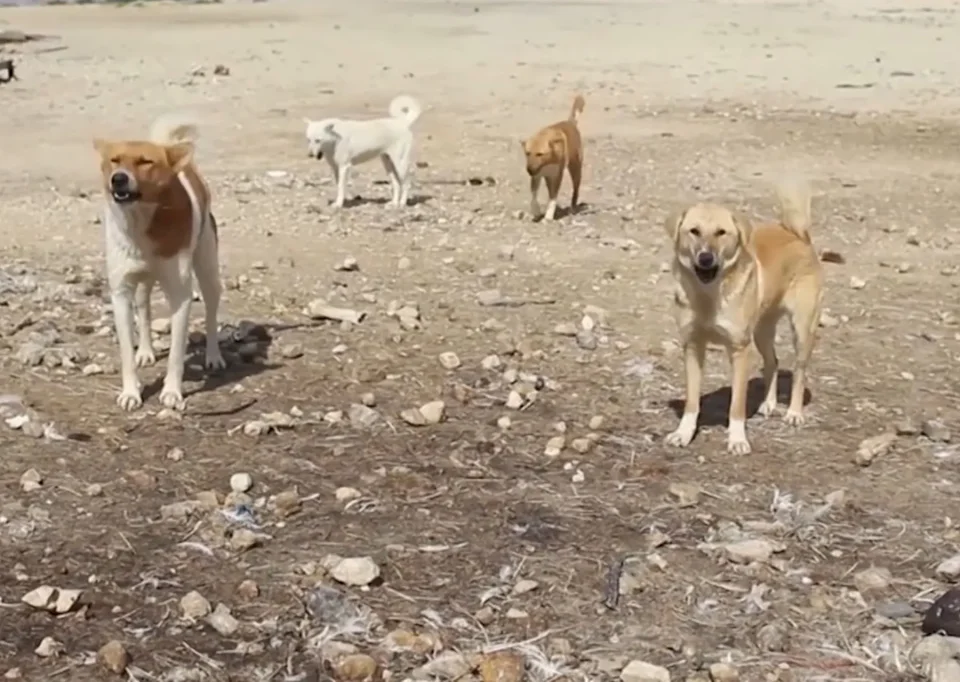 Four Children Injured by Dog Bites in Badya, West Salfit