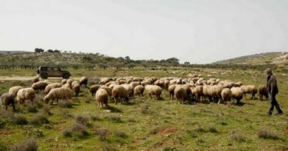 Settlers Steal Sheep Heads in the Village of Beit Amerin, Northwest Nablus