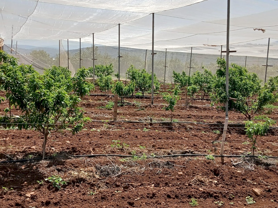 الاتحاد الأوروبي ينفذ جولة للاطلاع على مجموعة من المشاريع التي يمولها لدعم صمود المزراعين في تياسير وعاطوف  