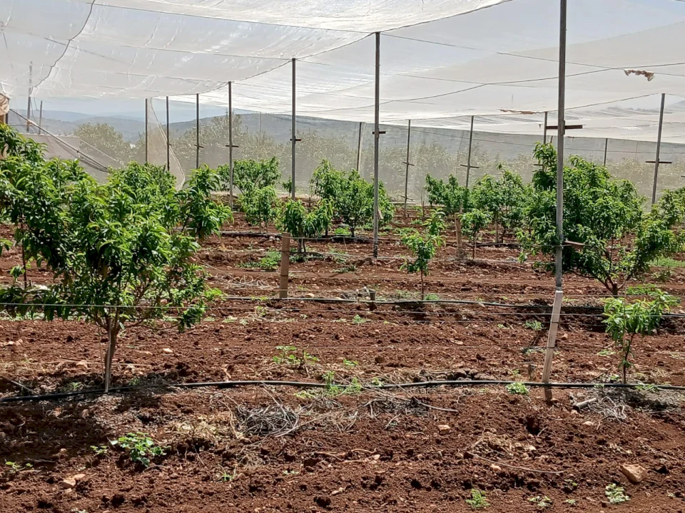 האיחוד האירופי מבצע סיור לעסקת פרויקטים הממומנים על ידו לתמיכה בחתוני החקלאים בטיאסיר ועאטוף