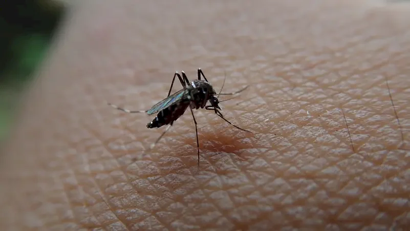 Scientific Research Clarifies.. "This is How Mosquitoes Find You and Attack"