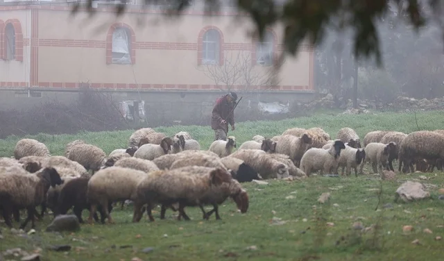 דרום סוריה בין מגבלות הכיבוש וציפייה לעונה שלא נקטפת